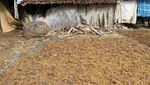 Menengok Aktivitas Petani Rumput Laut di Bali