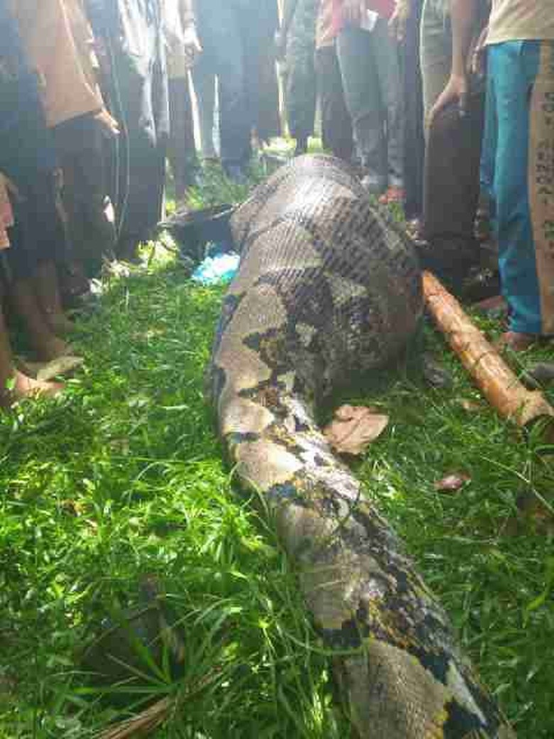 Ular Sepanjang 7 Meter Ini Ditemukan Polisi Saat Membuat Sekat Kanal Ular Sepanjang 7 Meter Ini Ditemukan Polisi Saat Membuat Sekat Kanal