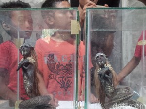 Heboh di Binjai, Pria ini Temukan Jenglot dan Keris Raksasa di Kebun Sawit