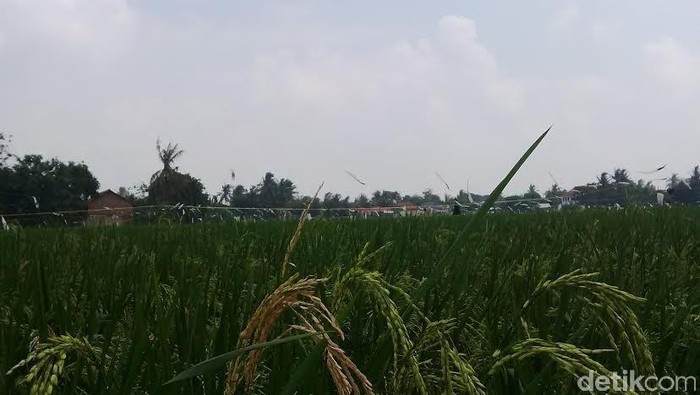 Pemerintah Bangun Embung untuk 4 Juta Hektar Lahan Padi