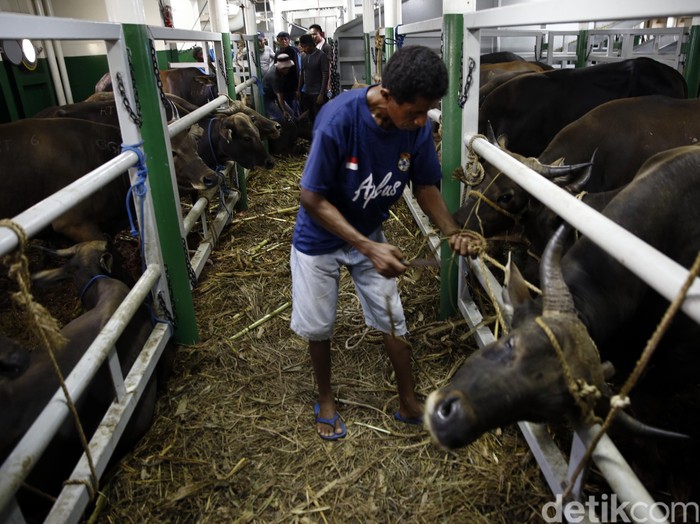Resep KPPU Agar Daging Sapi Bisa Jadi Rp 80.000/Kg