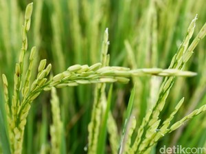 Petrokimia Gresik Kembangkan Benih Padi Unggul