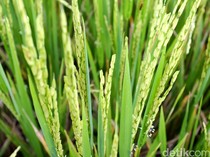 Produksi Padi Sumsel Naik Ratusan Ribu Ton Meski El Nino Menguat