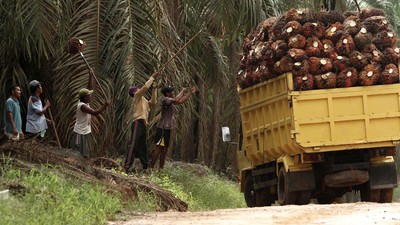 Panen Kelapa Sawit di Mesuji