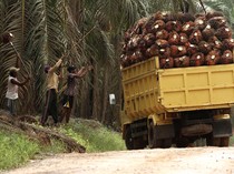 Kopdes Merah Putih Bakal Bisa Garap Kebun Kelapa Sawit
