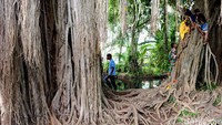 Dua buah pohon besar berumur ratusan tahun di halaman belakang Keraton menjadi tempat yang teduh dan bermain anak-anak.