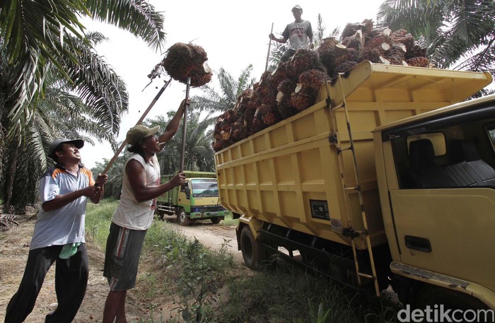 Tak Ada Krisis, Tapi Perkebunan Sawit RI Masih Terpuruk