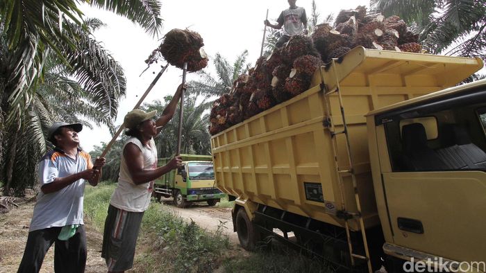 Truk pengangkut kelapa sawit/Foto: Febri Angga Palguna Truk pengangkut kelapa sawit/Foto: Febri Angga Palguna