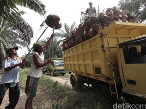 Ratusan Petani Sawit Riau Ingin Punya Sertifikat Lahan, Ini Kata BPN