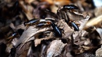 Serangga juga tak luput dipadukan dengan cokelat. Ada belatung, kumbang dan jangkrik berlapis cokelat yang dijual di beberapa toko. Foto: Dikhy Sasra