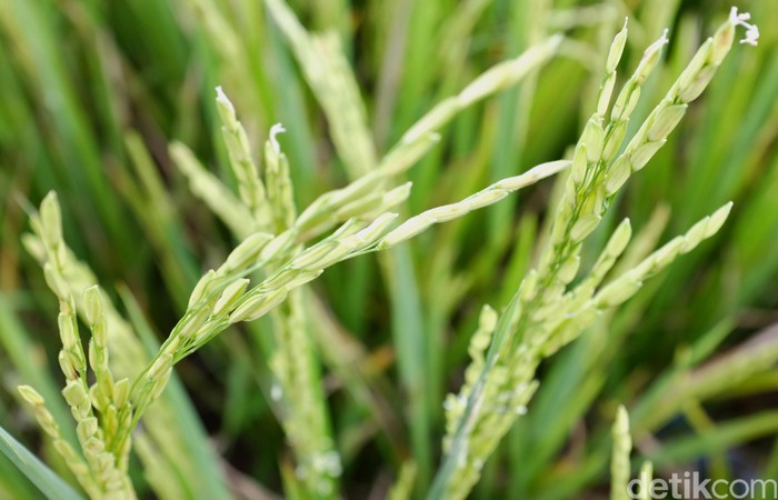 Petani Kalteng Pertahankan Padi Para Raja dari Kepunahan