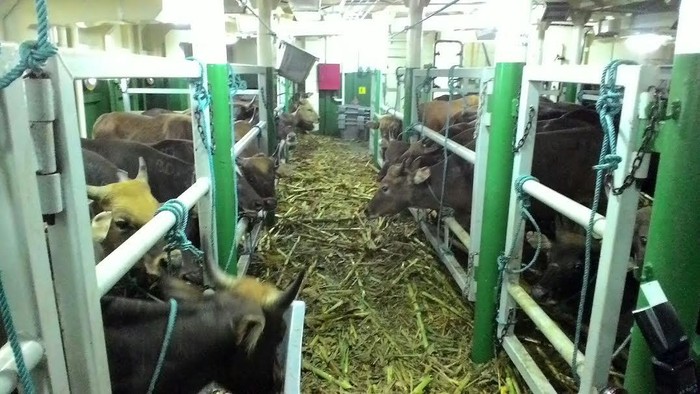 Kapal Ternak Akan Kembali Bawa Sapi ke Jakarta Bulan Depan