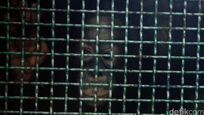 Pelepasan 7 Orangutan ke Hutan Sumatera dan Kalimantan