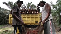 Sejumlah petani memanen kelapa sawit di kebunnya di Mesuji, Selasa (9/2/2016). Pool/Febri Angga Palguna/detikFoto.