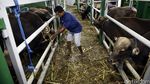 Kapal Ternak KM Camara Bawa 299 Ekor Sapi