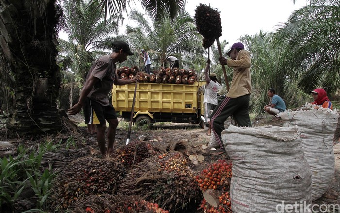 Penjualan Merosot, Perusahaan Sawit Bakrie Rugi Rp 514 M