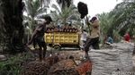 Panen Kelapa Sawit di Mesuji
