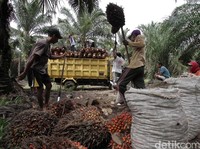 Protes Keras! RI Tak Terima Dituding Uni Eropa Jor-joran Subsidi Sawit