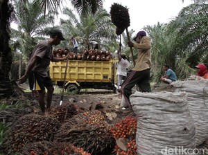 Kabar Gembira! Petani Sawit Bakal Dapat Rp 25 Juta/Hektare