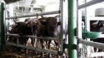 Kapal Ternak KM Camara Bawa 299 Ekor Sapi
