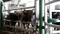 Sapi-sapi diturunkan dari kapal.