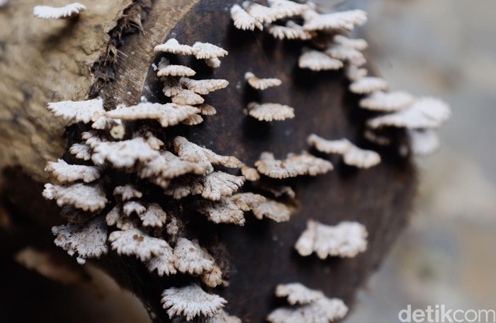Tumbuhan jamur. dikhy sasra/ilustrasi/detikfoto