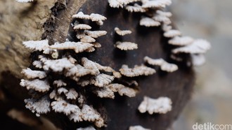 Ilmuwan Ungkap Asal Semua Makhluk Rumit di Bumi Adalah 'Asgardian'