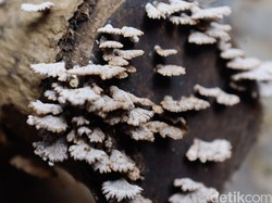 Ilmuwan Ungkap Asal Semua Makhluk Rumit di Bumi Adalah Asgardian