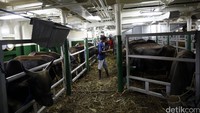 Berbeda dengan pelayaran ke-2 yang kosong muatan, KM Camara Nusantara 1 pada pelayaran ke-3 membawa muatan penuh yakni 500 ekor sapi. Kapal yang dioperasikan oleh PT Pelni (Persero) ini memiliki kapasitas angkut 500 ekor sekali jalan.