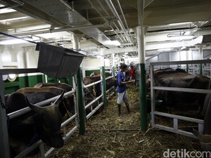 Asosiasi Peternak: Sapi Asal NTT Kecil-kecil