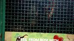 Pelepasan 7 Orangutan ke Hutan Sumatera dan Kalimantan