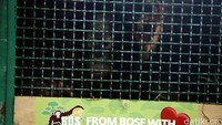 Sepanjang tahun 2015, puluhan orangutan hasil selundupan ke luar negeri berhasil dikembalikan lagi ke Indonesia. Setelah melakukan karantina dan uji kesehatan, 7 ekor orangutan hari ini akan dikembalikan ke habitatnya di Sumatera dan Kalimantan.