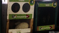 Tujuh ekor orangutan itu diberangkatkan dari gedung Kementerian LHK ke Bandara Soekarno-Hatta untuk diterbangkan ke hutan di Sumatera dan Kalimantan.