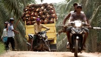 Truk yang mengangkut kelapa sawit meninggalkan perkebunan. Truk itu menuju pabrik pengolah kelapa sawit. Pool/Febri Angga Palguna/detikFoto.