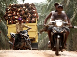 Tingkatkan kerja sama, Indonesia-Iran pilih CPO