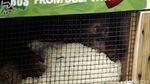 Pelepasan 7 Orangutan ke Hutan Sumatera dan Kalimantan