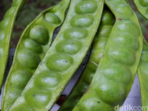 Harga Naik 300%, Petai Jadi Barang Langka Jelang Lebaran