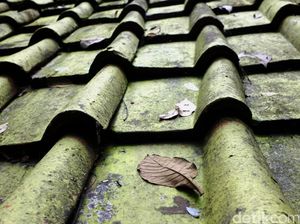 Atap Rumah Bisa Berlumut Seiring Waktu, Ini Cara Atasinya