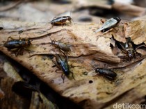 4 Jam Dengar Suara Jangkrik, Pemuda Ini Kehilangan Pendengaran