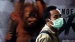 Pelepasan 7 Orangutan ke Hutan Sumatera dan Kalimantan