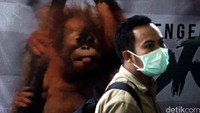 Tujuh ekor orangutan itu akan diterbangkan ke hutan di Sumatera dan Kalimantan menggunakan maskapai Sriwijaya Air.