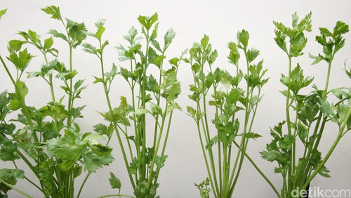 Seledri (Apium graveolens L.) adalah sayuran daun dan tumbuhan obat yang biasa digunakan sebagai bumbu masakan. Beberapa negara termasuk Jepang, Cina dan Korea mempergunakan bagian tangkai daun sebagai bahan makanan. Di Indonesia tumbuhan ini diperkenalkan oleh penjajah Belanda dan digunakan daunnya untuk menyedapkan sup atau sebagai lalap. Penggunaan seledri paling lengkap adalah di Eropa: daun, tangkai daun, buah, dan umbinya semua dimanfaatkan.