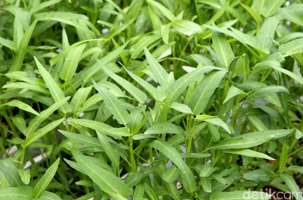 Kangkung (Ipomoea aquatica Forsk.) adalah tumbuhan yang termasuk jenis sayur-sayuran dan ditanam sebagai makanan. Kangkung banyak dijual di pasar-pasar. Kangkung banyak terdapat di kawasan Asia dan merupakan tumbuhan yang dapat dijumpai hampir di mana-mana terutama di kawasan berair.