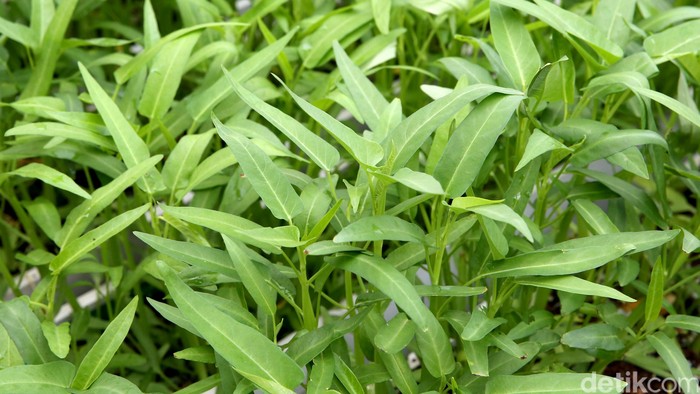 Kangkung (Ipomoea aquatica Forsk.) adalah tumbuhan yang termasuk jenis sayur-sayuran dan ditanam sebagai makanan. Kangkung banyak dijual di pasar-pasar. Kangkung banyak terdapat di kawasan Asia dan merupakan tumbuhan yang dapat dijumpai hampir di mana-mana terutama di kawasan berair.