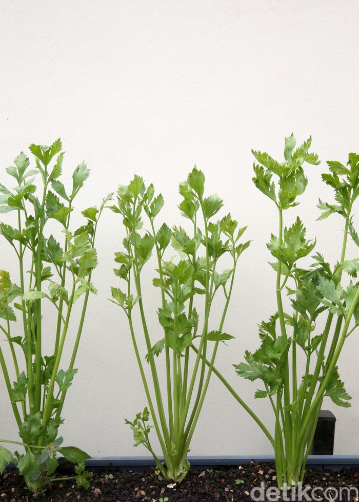 Seledri (Apium graveolens L.) adalah sayuran daun dan tumbuhan obat yang biasa digunakan sebagai bumbu masakan. Beberapa negara termasuk Jepang, Cina dan Korea mempergunakan bagian tangkai daun sebagai bahan makanan. Di Indonesia tumbuhan ini diperkenalkan oleh penjajah Belanda dan digunakan daunnya untuk menyedapkan sup atau sebagai lalap. Penggunaan seledri paling lengkap adalah di Eropa: daun, tangkai daun, buah, dan umbinya semua dimanfaatkan.