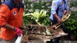 Pesawat Super Tucano Jatuh di Malang