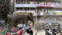 Gajah liar ini berhasil masuk ke Desa Ektiasal, yang ada di wilayah Benggala Barat, India, pada Rabu (10/2) pagi waktu setempat. Reuters/Stringer/detikcom.