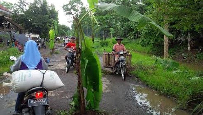 Warga Tanam Pisang Protes Jalan-jalan Berlubang
