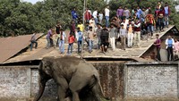 Gajah ini berkeliaran sambil mengamuk dan menghancurkan apa saja yang ada di depannya. Reuters/Stringer/detikcom.