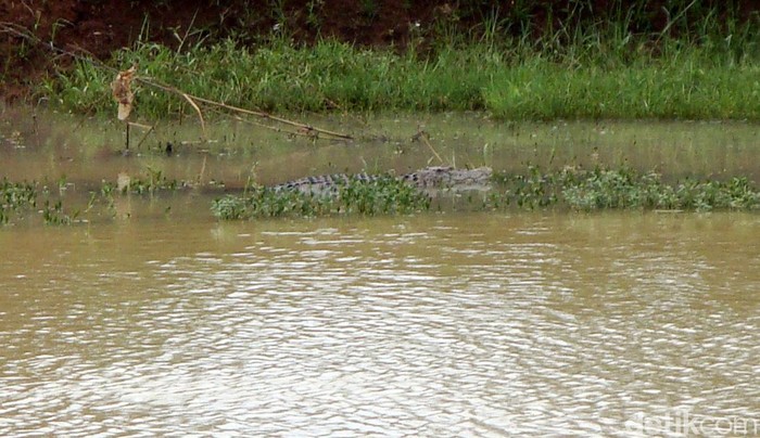 Masuk Permukiman dan Makan Ternak, Buaya Banyumas Diburu Tim Gabungan
